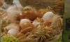Эксперт Карпов сообщил, когда ждать нового подорожания яиц