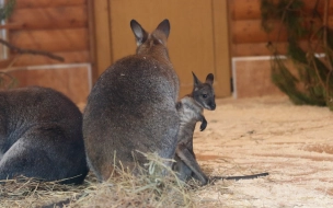 В Ленинградском зоопарке сразу у двух кенгуру выглянули из сумки детёныши