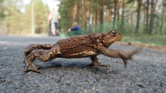 Заказник "Сестрорецкое болото" ищет волонтёров, чтобы перенести 15 тыс. жаб через дорогу