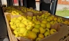 Ко Дню Ленобласти республика Крым передала социальным учреждениям 10 тонн яблок