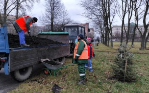 Садовники укутали деревья на Московском проспекте в зимние одежды