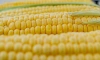 Американские ученые сравнят гены кукурузы 