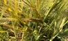 Эксперты назвали причины роста мировых цен на пшеницу