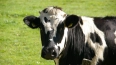 В Тульской области более 70 коров погибли от истощения