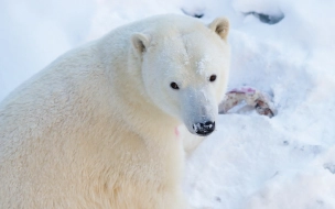 В Ленинградском зоопарке пройдёт День белого медведя