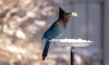 Петербуржцам рассказали, как правильно кормить птиц зимой