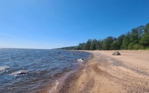 Свыше 50 петербуржцев привлекли к ответственности за купание в неположенных местах