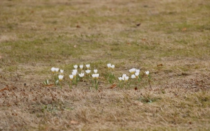 В Павловске заметили первые весенние цветы