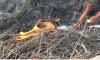 Крупный пожар в Хинганском заповеднике в Приамурье локализовали