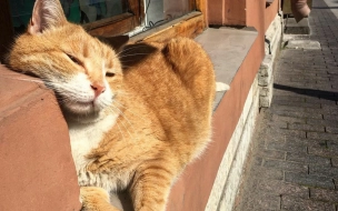 В Петербурге скончался кот Рыжик из пышечной на Большой Конюшенной улице