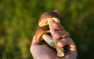 Петербуржцам напомнили, как правильно собирать и готовить грибы