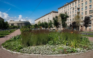 Многолетних цветов в этом году в Петербурге стало больше на 111 видов и сортов