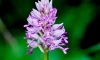 В Ленобласти запечатлели цветение редких диких орхидей