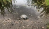 В пруду сада Ивана Фомина нашли черепаху