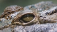 В Австралии нашли останки динозавра в желудке крокодила, ...