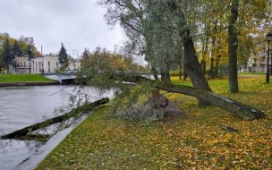 За ночь порывистый ветер обрушил на землю более 70 деревьев в Петербурге
