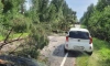 Прошедший шторм оставил без света почти 20 населенных пунктов Ленобласти 