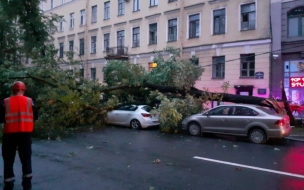 В Петербурге сильный ветер за ночь повалил почти 100 деревьев
