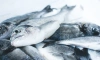 В Ленобласти добыча рыбы увеличилась на 24% в 2023 году