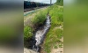 Росприроднадзор обнаружил разлив нефтепродуктов в Ленинградской области