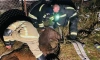 В Ленобласти спасатели более 4 часов вытаскивали травмированную лошадь из канавы