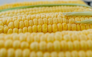 Американские ученые сравнят гены кукурузы 