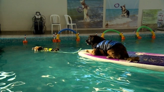 Петербургские собаки-спасатели тренируются помогать сотрудникам МЧС на воде
