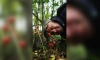 В лесах Петербурга и Ленобласти созрели ядовитые ягоды ландыша