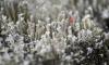 Мокрый снег и гололедица ожидаются в Петербурге 3 января