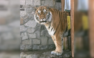 Ленинградский зоопарк отпразднует Всемирный день защиты животных