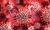 Ученые нашли вещество, способное подавить коронавирус 