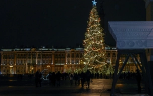 Стало известно, какую новогоднюю елку установят на Дворцовой площади