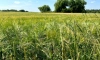 Эксперты прокомментировали ограничение на ввоз импортных семян в РФ