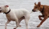 В Приозерске  спасатели вытащили двух собак из-под завалов заброшки