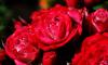 Около миллиона роз вырастили в Ленобласти к 8 марта