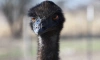 Орнитолог отреагировала на заявление о раненных страусах эму в «Охта парке»