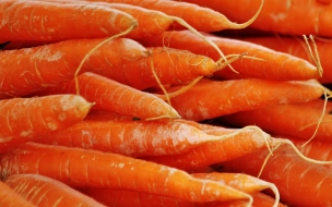 Петербуржец вырастил самую длинную морковку