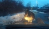 В Павловске заметили страуса на прогулке в полном одиночестве