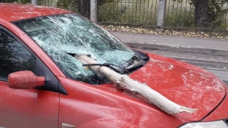 В Кировске упавшее дерево насквозь пробило лобовое стекло в движущейся машине