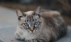Забег петербургских котов пройдет 3 июля на Дворцовой площади