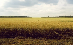 Эксперты прокомментировали продление зерновой сделки