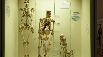 Homo sapiens и неандертальцы жили по соседству на юге Франции 