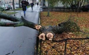 В парках и скверах Петербурга ветер повалил 16 деревьев