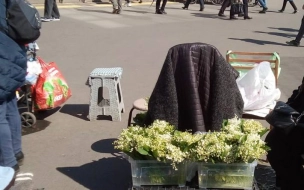 Петербуржцев призвали не покупать и не собирать первоцветы