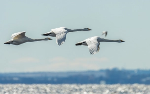 Фотограф заснял в Петербурге перелет тундровых лебедей