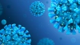 Ученые выяснили, что коронавирус подавляет клеточный ...