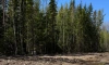ФСБ пресекла в Сосновом Бору незаконную вырубку леса