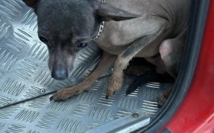 В Петербурге нашелся хозяин выброшенных в колодец собак