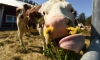 В Ленобласти в 2023 году было произведено 713,3 тыс. тонн молока