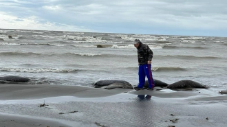 На побережье Каспийского моря нашли уже 2,5 тыс. мертвых нерп